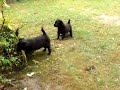 Hundebabys Hundebabys