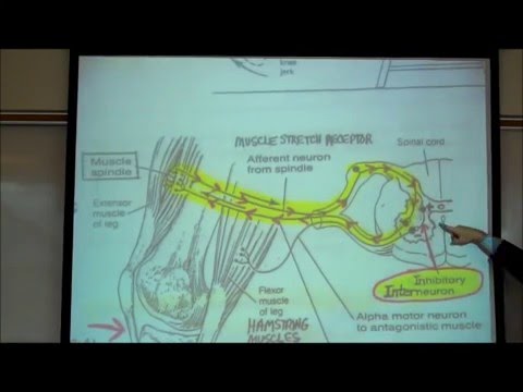 stretch reflex - In Part 1 of Professor Fink's 2-Part Series on Somatic Motor Reflexes, he first reviews the voluntary [Pyramidal Tract] and involuntary [Extrapyramidal Tract...