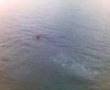 american staffordshire terrier Bruno swimming