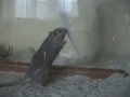 videos de Rennmaus vs. Klopapier