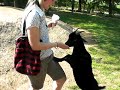 Tierpark Th�le mit fiesen Ziegen