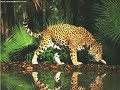 SAFARI de CHEVERE