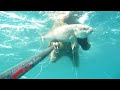 Spearfishing Pescasub Tra Santa e Calvi Spearfishing Pescasub Tra Santa e Calvi