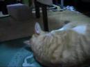 Beeru and mocchi