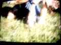 videos de bush jump