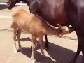 Potranca5 Venta de Potrillos RANCHO EL 21