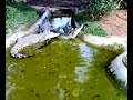 Buaya ayer keroh Buaya ayer keroh