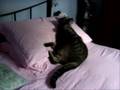 videos de Biso il pigrone