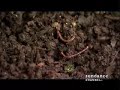 BIG IDEAS FOR A SMALL PLANET: Eat - clip 1 BIG IDEAS FOR A SMALL PLANET: Eat - clip 1