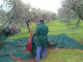 raccolta olive intercettatore prototipo 2007 raccolta olive intercettatore prototipo 2007