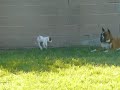 pups pups