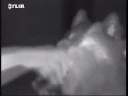 handheld thermal imaging