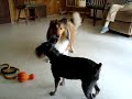 Sadie and Cammy Playing