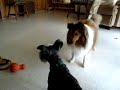 Sadie and Cammy Playing