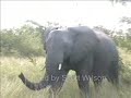 hilarious-elephant-sneezing.html