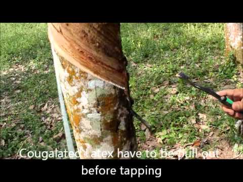 how to harvest rubber tree