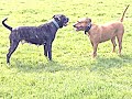 SWATT DOGS ALANO CROSS TIA PLAYING WITH STAFFY MARLEY