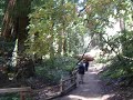 Fallen Redwood Fallen Redwood