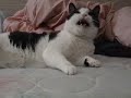 Numa Numa Numa Numa