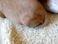 Cavalier King Charles 7 Days old