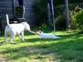 Bull Terrier Inglés video