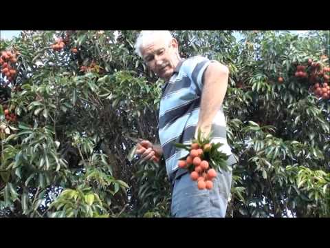 how to harvest lychee fruit