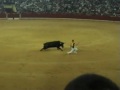 concurso de recortes de toros zaragoza el pilar (12-10-08)