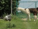 Kass�: Austrian Beardie Herding Championship / Experim