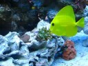 72gallon Bow-Front Reef Tank