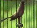 mechanical singing bird, mechanical bird