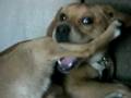 videos de Funny Foot Eating...  Deeeeeelicious!!!!