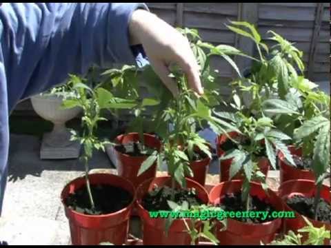 how to grow hemp