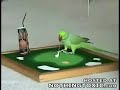 Perroquet joue au golf