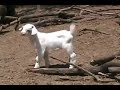 why are people decapitating goats in fort walton beach? nick tomecek and andrew gant of the daily news visit an expert to find out.