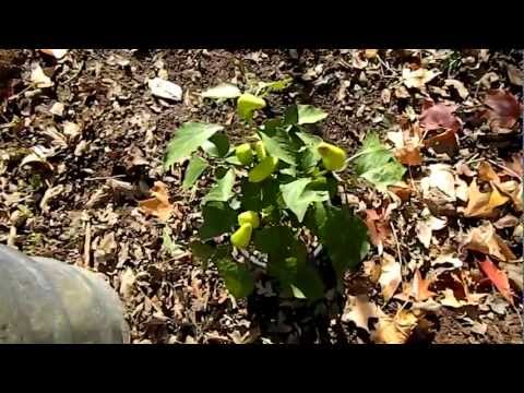how to harvest hungarian wax peppers