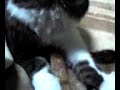 スコティッシュ・フォールドのルカ君♂4ヶ月★ついにもみもみ行為うをしてくれました(*´д｀*) かわいぃ～☆