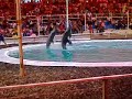 Dolphin Itaktak Mo Dance