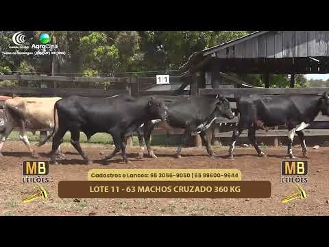 511� LEIL�O VIRTUAL MB LEIL�ES