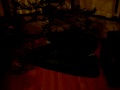 elton vs xmas tree