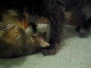 Roxie and Scruffy play Roxie and Scruffy play