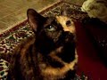 Veronica the Tortie Veronica the Tortie