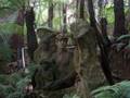 THE WILLIAM RICKETTS SANCTUARY