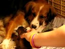 Brownies puppies