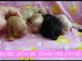 videos de MALTI POO PUPS FOR SALE (www.petclassifieds1.com)