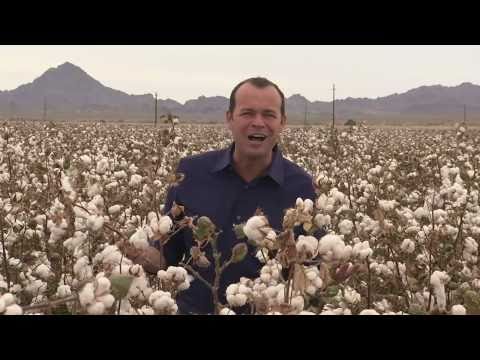 how to harvest cotton