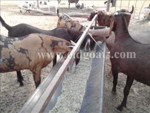 rajasthan goat farming - Al-Buraq Goat Farm Supply Eid Goats, Sirohi Goat and Sojat Goat. Also Goats for Breeding.
