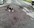 Akita Inu video