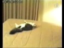 gato lokao gato lokao