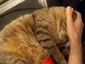 me-and-my-cat