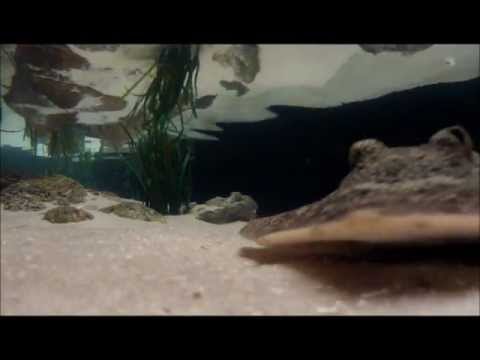 See video